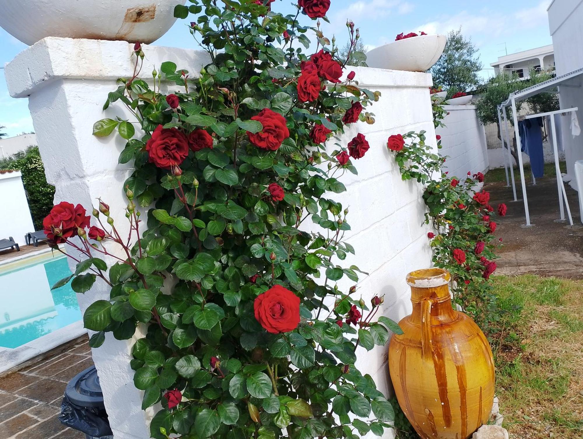 La Dimora Di Nonna Giuliana Hotel Ostuni Bagian luar foto
